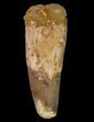 Spinosaurus Tooth - Huge Dinosaur Tooth #64584-1